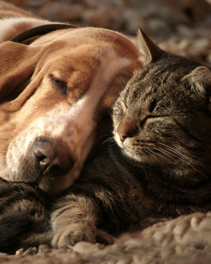 Pet Life Accessories